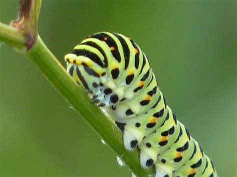 Wild And Wonderful Lepidoptera Swallowtail Caterpillars In Norfolk