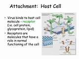 Host Cell Pictures