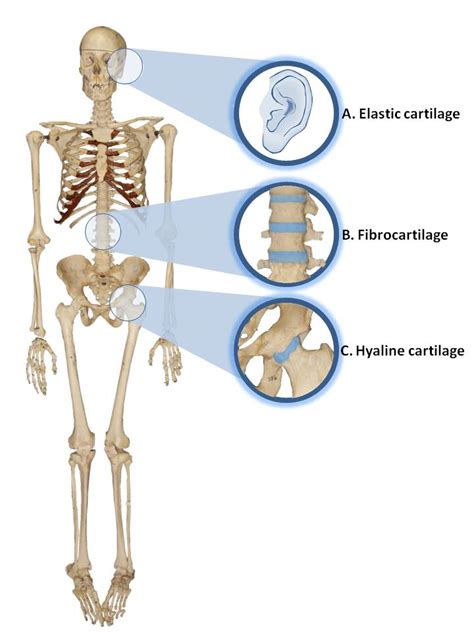 What Is Cartilage Anatomy Makpats