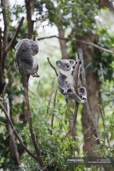 Two Koala Bears — Green Artistic Stock Photo 164933216