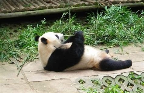 Panda Sanctuary Volunteering In China Conservation Program