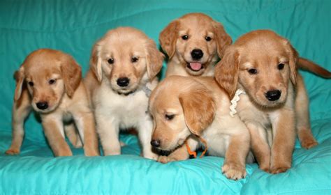 Each one of these adorable golden retriever puppies has great personalities and our easily trained. Golden Retriever Puppies For Sale | Zephyrhills, FL #168475