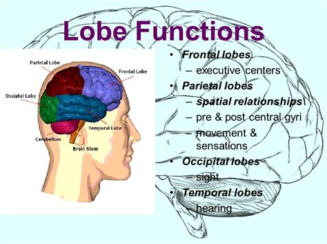 Parietal Lobe Anatomy Location Function Anatomy Info