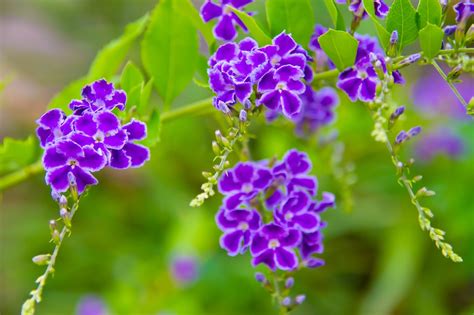 紫色の小さなお花の無料写真素材 id 1290｜ぱくたそ