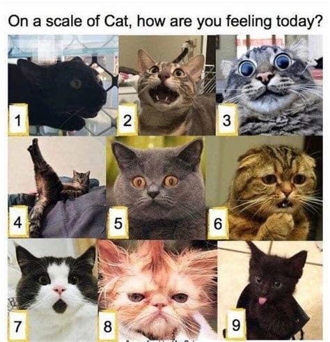 On A Scale Of Cat How Are You Feeling Today Your Daily Distraction