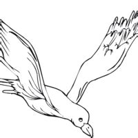 Desenho de Gaviota ave migratória para colorir Tudodesenhos