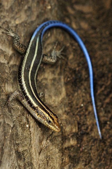 Blue Tailed Skink Now With Babies In My Garden Blue Tail