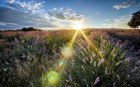Rays Beam Sunlight Nature Landscapes Grass Flowers Sky Sunset