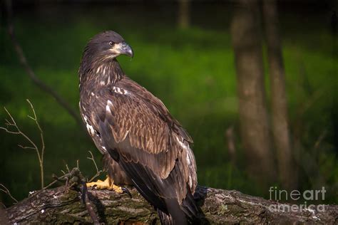 Young Bald Eagle Closeup Photograph By Eleanor Abramson Pixels