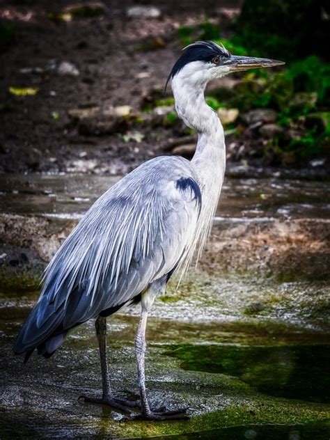 Bird Heron Ornithology Free Photo On Pixabay Pixabay