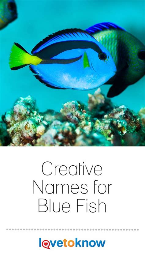 Creative Names For Blue Fish 200 Ideas Lovetoknow Pets Creative