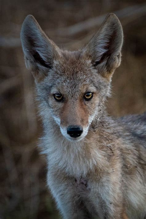 Idaho Wildlife Erin Gatfield Photography