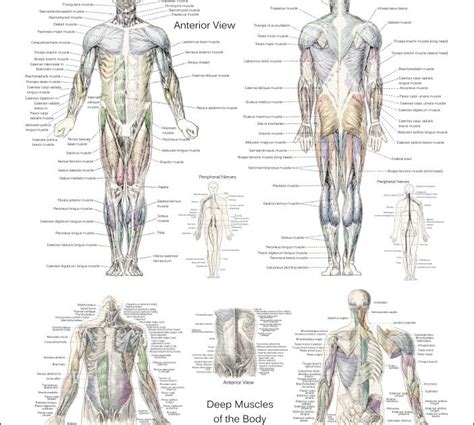 Muscles Anterior Full Body Diagram Human Muscles Diagram Human Leg