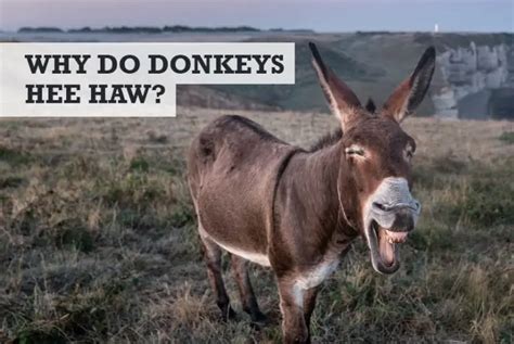Why Do Donkeys Hee Haw Bray Night Morning Day
