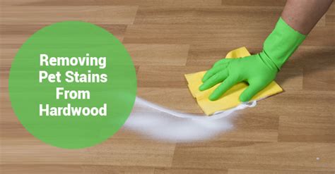 How To Remove Pet Urine Stains From Hardwood Flooring Royal Building