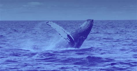 Can you trade bitcoin 24 7. Whales trade big despite stagnant Bitcoin market
