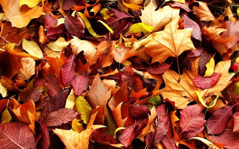 44 Free Desktop Wallpaper Autumn Leaves On Wallpapersafari