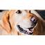 What Is Canine Melanoma  Metropolitan Veterinary Associates
