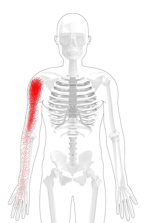 Infraspinatus Trigger Points Overview And Tips For Self Treatment