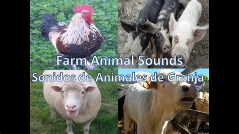 Farm Animal Sounds Sheep Rooster Cow Pig 🐑🐖🐓🐄 Sonidos Animales De