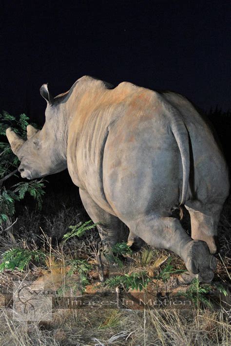 White Rhino Running Wild Images In Motion