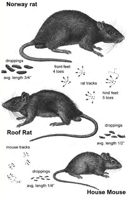 A Tale Of Two Rats And A Mouse Corkys Pest Control Services