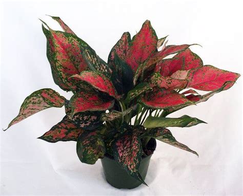 Red aglaonema house plants are a red plant with green edges that is very low maintenance. Aglaonema Red Valentine (Chinese Evergreen) - Indoor Plants