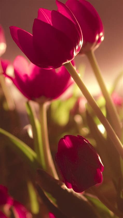 Beautiful Tulips Iphone 5s Wallpaper Fondos De Flores