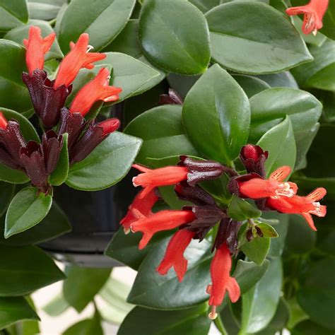 Buy Lipstick Plant Aeschynanthus Mona Lisa £3299 Delivery By Crocus