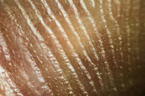 Close Up Look At The Patterns Of Human Skin Stock Photo Image Of