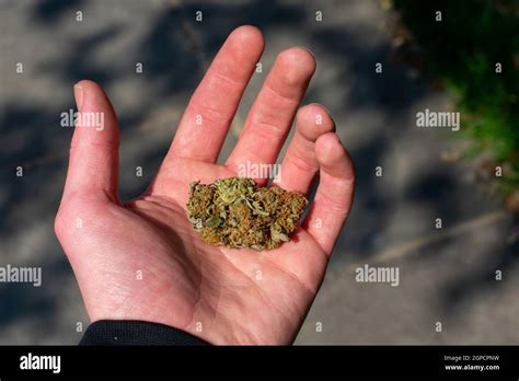 A Cannabis Nug In The Palm Of A Hand With A Shaded Stone Path In The