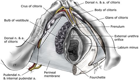 Anatomy Histology And Nerve Density Of Clitoris And Associated