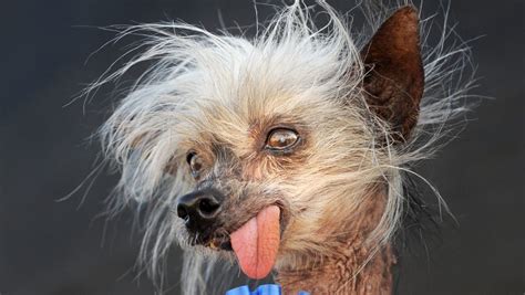 Meet The Worlds Ugliest Dog Contestants