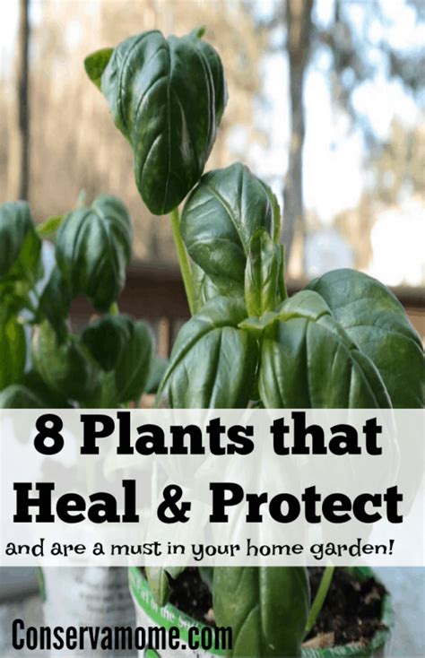 8 Plants That Heal And Protect And Are A Must In Your Home Conservamom