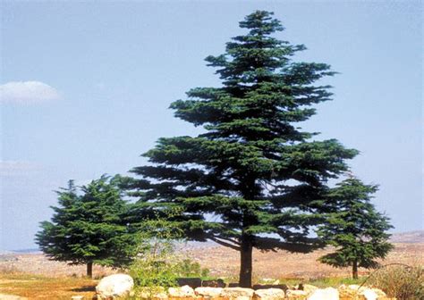 Lebanese Cedar—the Prized Tree Of Ancient Woodworking Cedar Trees