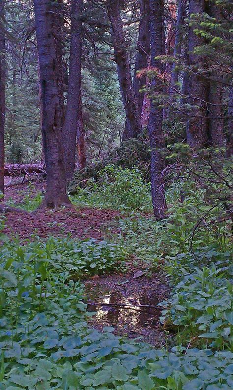 Free Images Tree Water Nature Outdoor Creek Swamp Wilderness