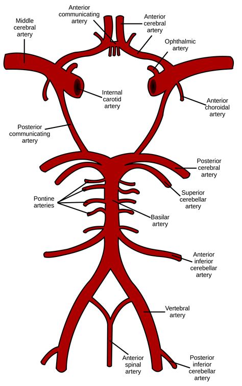 Arteria carotis interna) is a major blood vessel in the head and neck region. Image result for branches of internal carotid artery ...