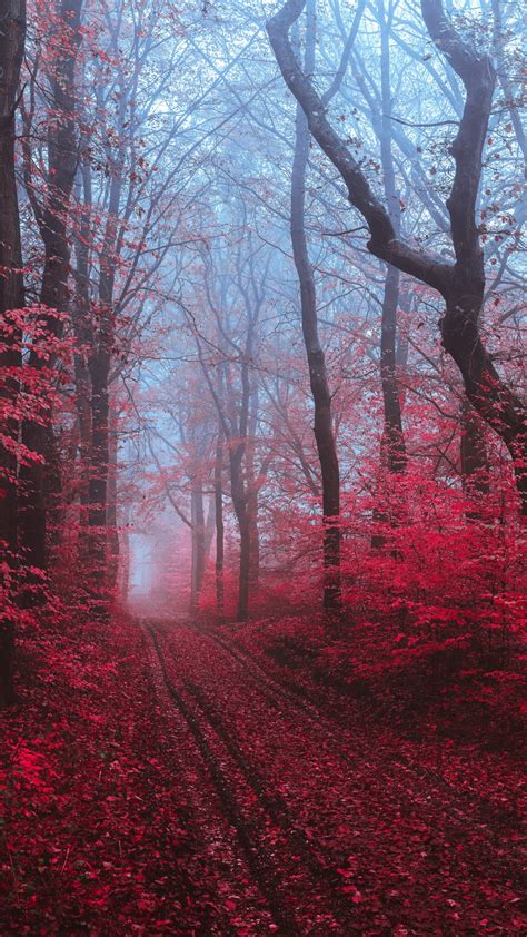 Maple Trees Wallpaper 4k Maple Leaves Foliage Path Forest Foggy