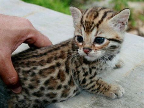 I Want A Bengal Cat So Much Cats Pinterest Cats