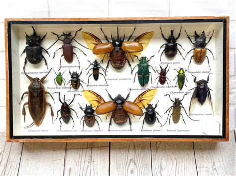 Insect Display Box Frame Display Case Bug Insect 1 Etsy
