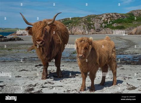 Highland Cows On The Beach On The Isle Of Mull In Scotland In Summer