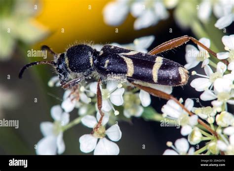 Wasp Beetle Clytus Arietis On An Inflorescense Germany Stock Photo
