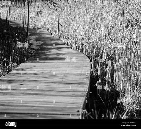 Empty Boardwalk Path Through The Woods And Nature Marsh Stock Photo Alamy