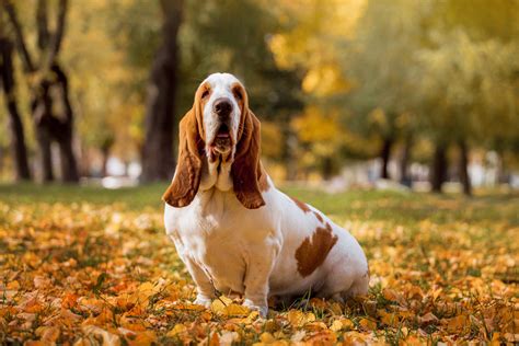 Basset Hound Colors 10 Color Combinations And Markings