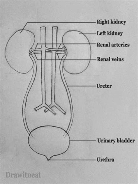 Label The Schematic Drawing Of A Kidney
