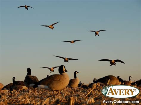 Goose Hunting Backgrounds Wallpaper Cave