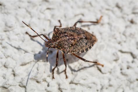 Stink Bug Facts And Removal Mccarthy Pest And Termite Control