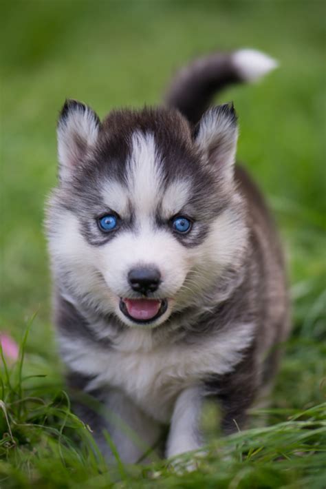 Blue Eyes Siberian Husky Puppy Standing On Green Grass Siberianhusky