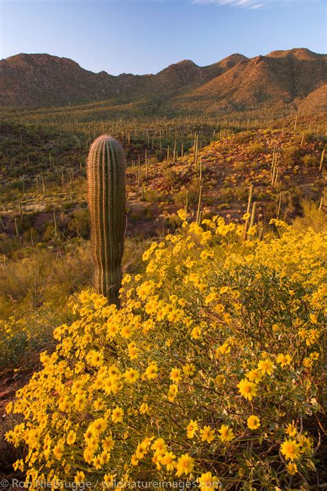 Wildflowers Saguaro National Park Tucson Arizona Photos By Ron