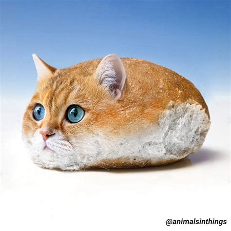 I Photoshop Animals Into Things Heres A Cat In A Bread Roll Rfunny